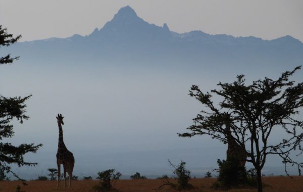 Giraffe on the Kenyan highlands