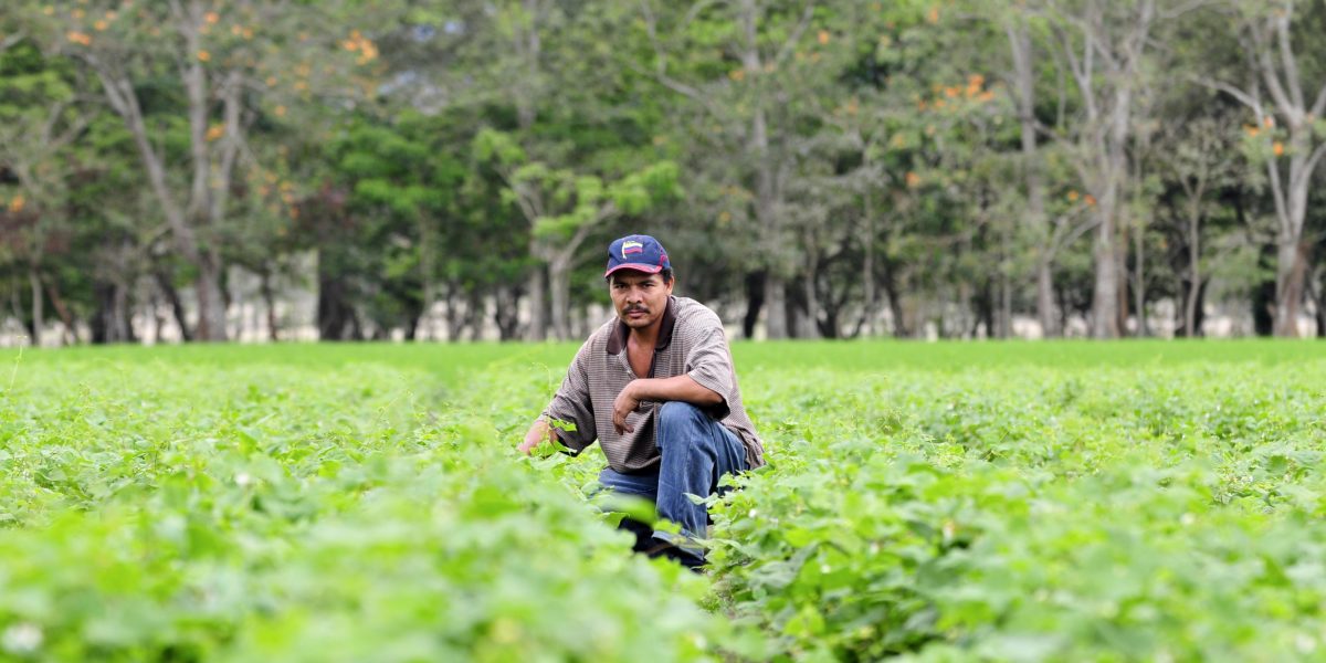 A Nicaraguan man squats in a field full of bean plants, looking at the camera