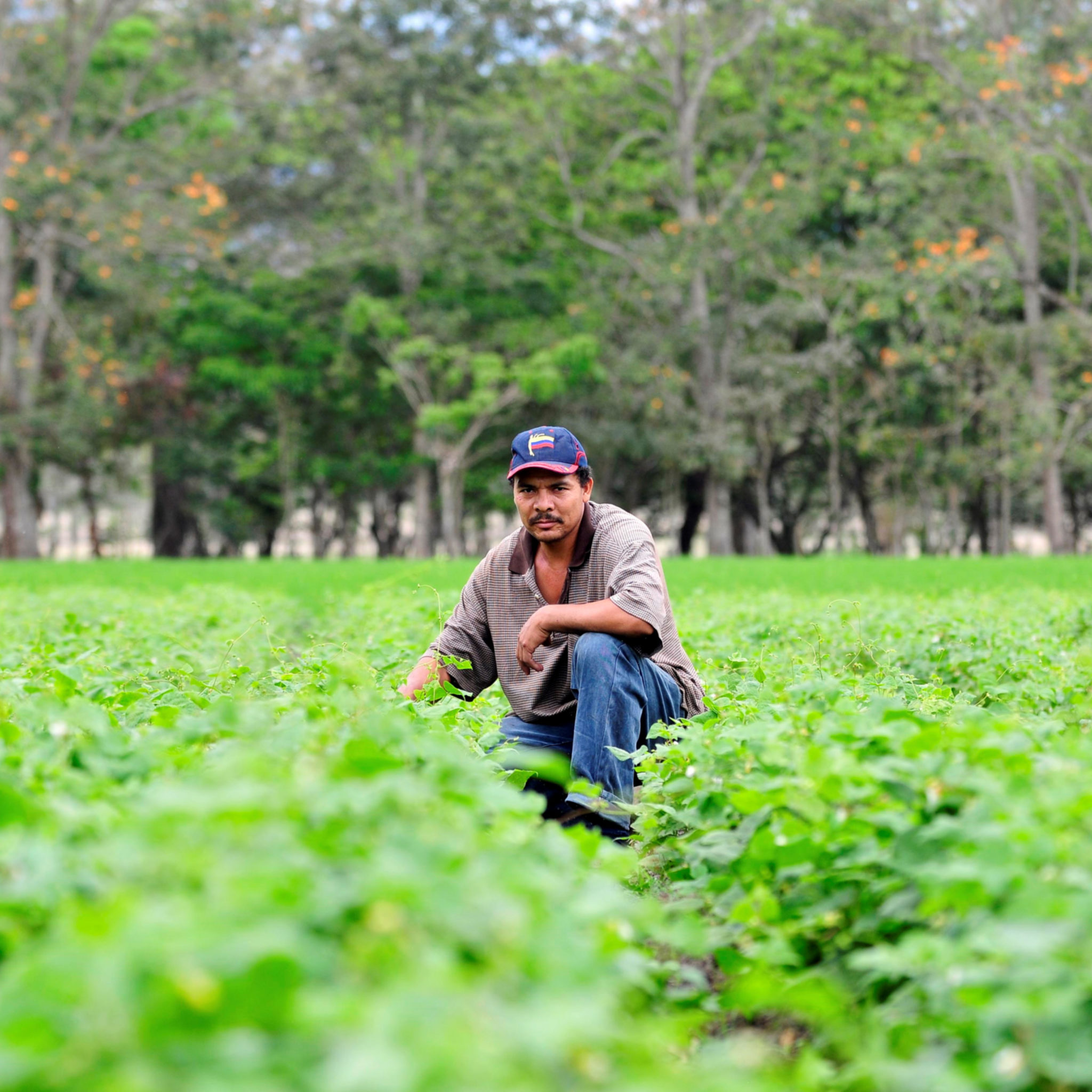 A Nicaraguan man squats in a field full of bean plants, looking at the camera