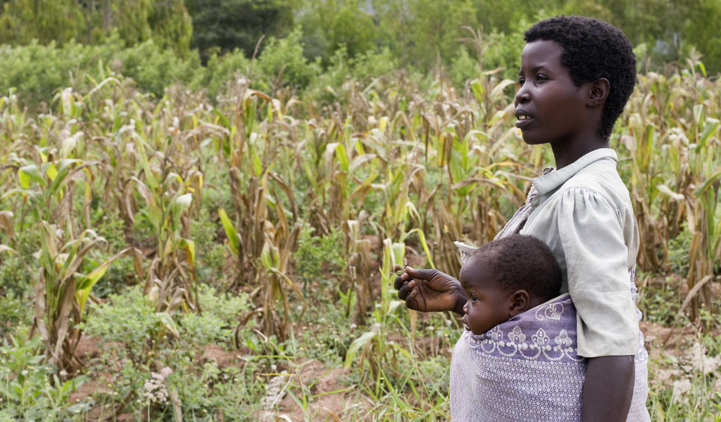 A woman holdering her daughter in a sling, in a field of maize