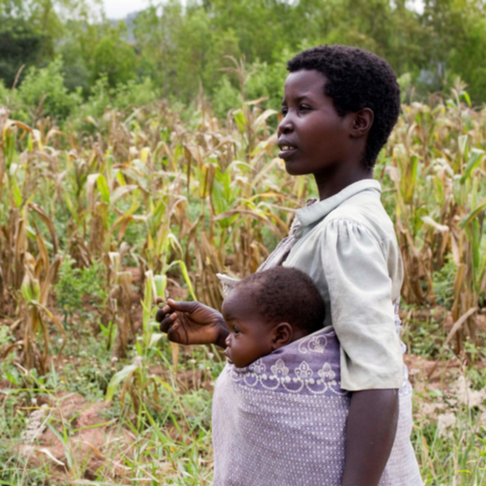 A woman holdering her daughter in a sling, in a field of maize