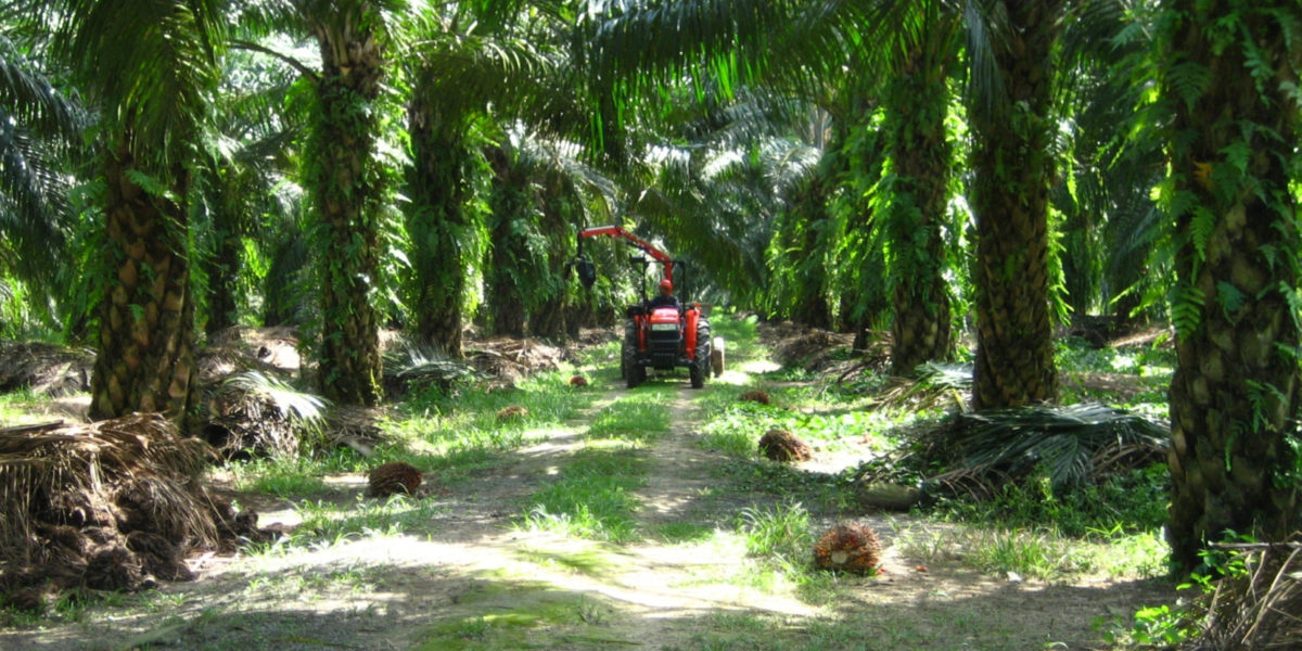 A red mechanical picker on a track through a palm oil plantation, with palm trees on either side and fruits lying on the floor