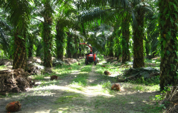 A red mechanical picker on a track through a palm oil plantation, with palm trees on either side and fruits lying on the floor