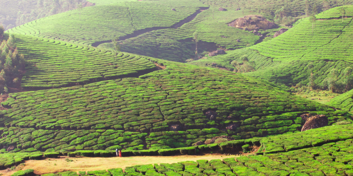 Neat hedges of tea plants grow in wiggly rows on a hilly plantation, with narrow paths in between the plants