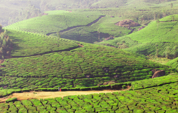 Neat hedges of tea plants grow in wiggly rows on a hilly plantation, with narrow paths in between the plants