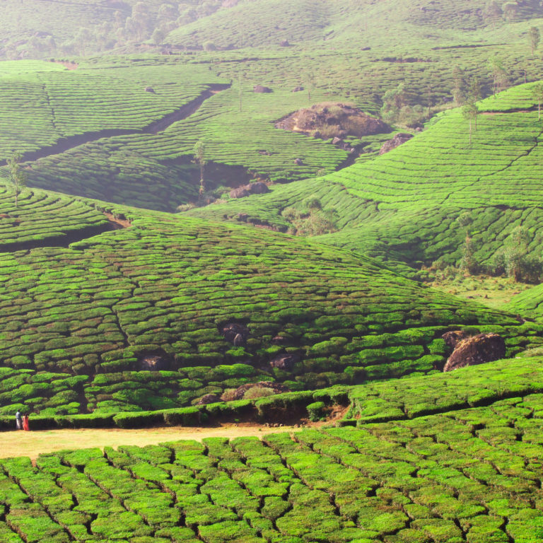 Case Study: Assessing tea plantation productivity and yield