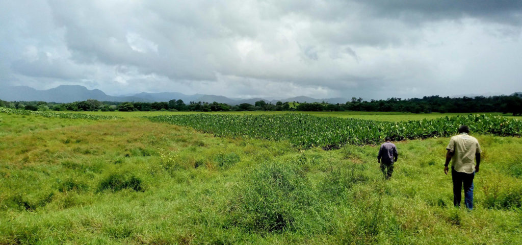 three-weeks-in-fiji-part-1-agriculture-sensonomic