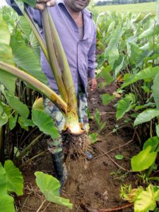 A dalo farmer holds up a Dalo plant in a field in Fiji