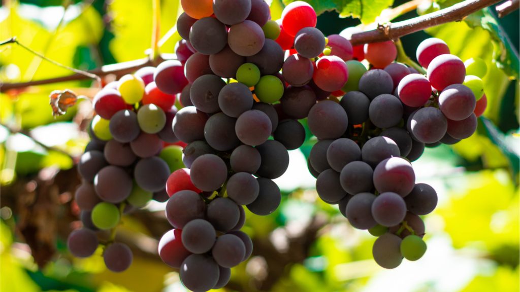 Table grapes data capture and yield prediction now live